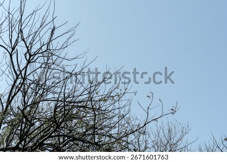 Minimalist view of delicate, bare tree branches reaching into a vast, clear blue sky. Abstract natural background representing seasons or change.