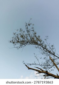 Minimalist view of pine tree branches against a clear blue sky background with a tiny crescent moon visible.
