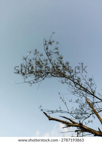 Minimalist view of pine tree branches against a clear blue sky background with a tiny crescent moon visible.
