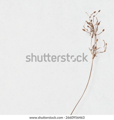 Minimalist white background with a subtle texture. The white background enhances the delicate, dried plant detail on the side. Autumn foliage background with copy space, autumn aesthetic.