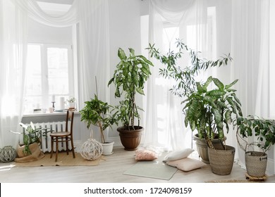 Minimalist White Scandinavian Interior Of Living Room With Tuft Root Plants, Rugs On The Wooden Floor And Small Throw Pillows, Transparent Drapery On Floor-to-ceiling Windows.