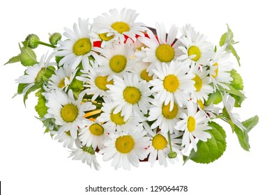 Minimalistic  Bouquet Number 20 - White Camomile Daisies  Flowers  Macro In Red Glass   Vase Isolated. Top View