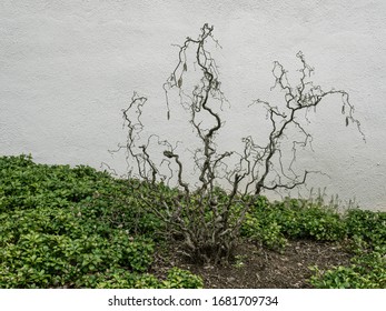 Minimalistic Landscape Of A Bush Against A White Wall.