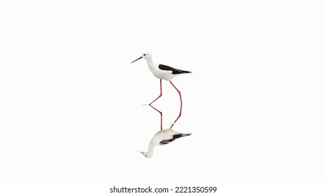 A minimalistic picture of a black-winged stilt reflecting itself in a lake, white negative space, copy space, large size