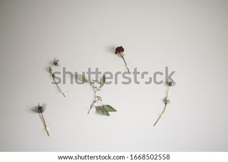 Minimalistic preserved flower on the wall