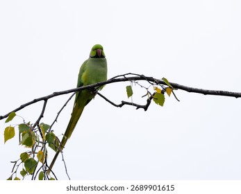 Minimalistic Ring Necked Parakeet with empty Space 