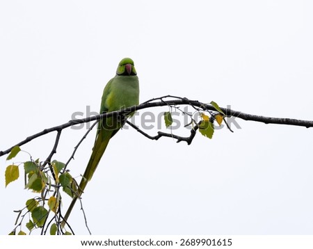 Minimalistic Ring Necked Parakeet with empty Space 