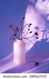 Minimalistic style composition with a shining effect. Home decor. Interior still life in trendy lilac color of the year 2022. Branches with gooseberries and a vase with shadows and sunlight. 