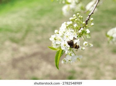 mining bee on pin cherry blossom