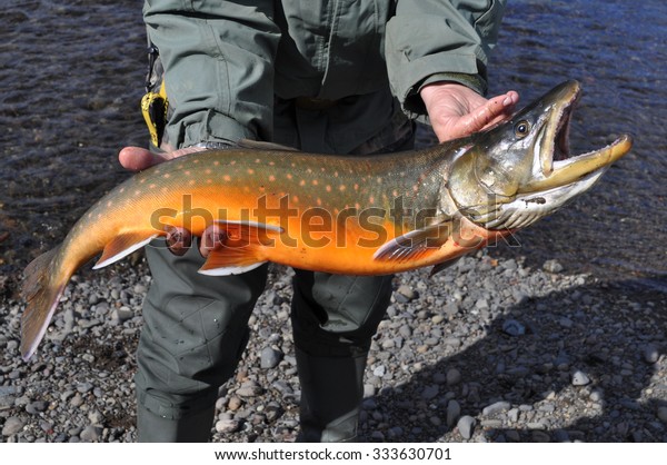 Mining Fishing Arctic Char Photograph Freshly Stock Photo (Edit Now