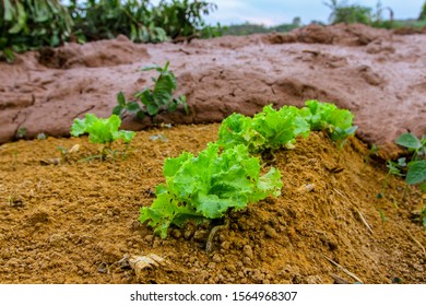 Mining Tailings After Dam Collapse In Brumadinho