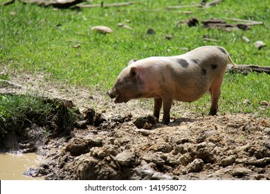 Minipig