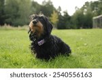 A miniture dachshund in a garden