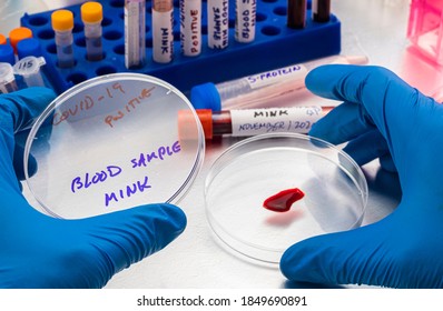 mink blood sample on a petri dish in a laboratory, study of covid-19 infection in humans, conceptual image
