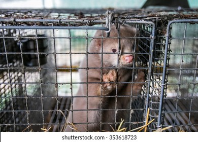 The Mink In The Cage. Mink Farm