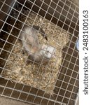 mink in a cage on a farm in summer