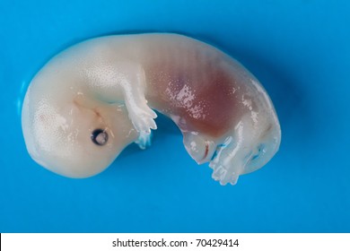 mink embryo isolated on blue background