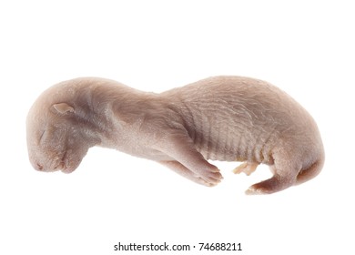 mink embryo isolated on the white background