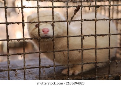 Mink Farm. Production Of Elite Fur. Animal In A Cage, In The Hands Of A Man