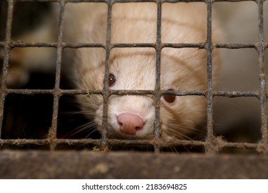 Mink Farm. Production Of Elite Fur. Animal In A Cage, In The Hands Of A Man