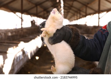 Mink Farm. Production Of Elite Fur. Animal In A Cage, In The Hands Of A Man