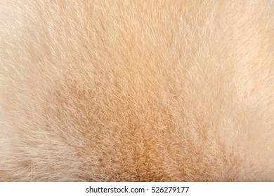  Mink Fur 