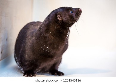 Mink Fur Farming