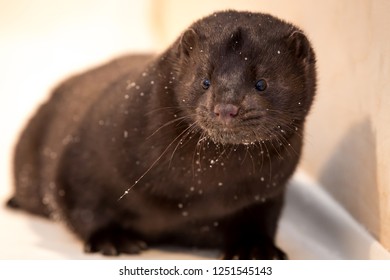 Mink Fur Farming