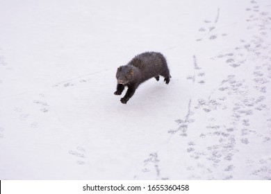 Mink hunts in a frozen pond in winter