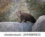 Mink at the Jetty of Huntington Beach State Park South Carolina