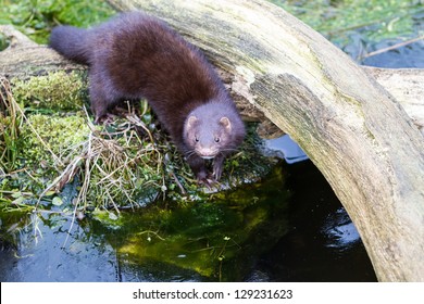 Mink (mustela Vison)