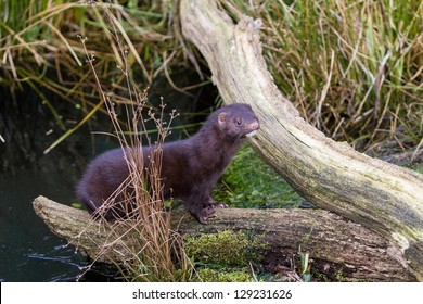 Mink (mustela Vison)