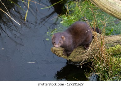 Mink (mustela Vison)