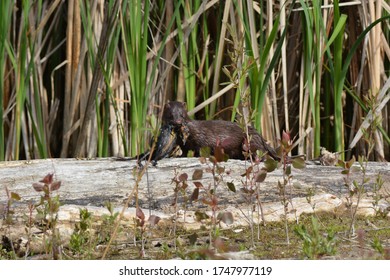 Mink Running Along Shore Of Wetlands With A Fledged Baby Red Winged Black Bird In Its Mouth