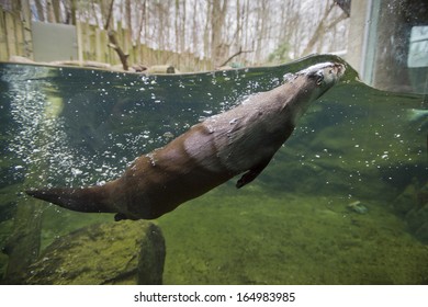 Mink Swimming