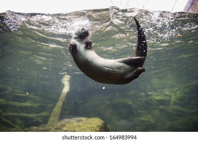 Mink Swimming