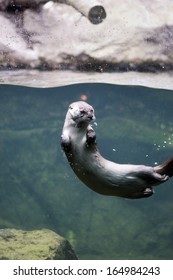 Mink Swimming