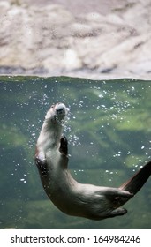 Mink Swimming