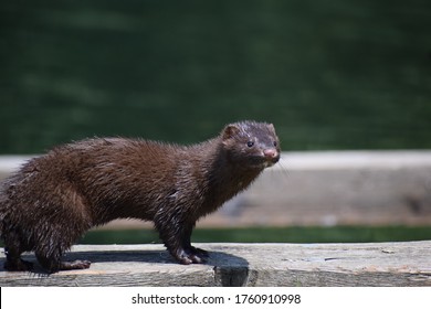 A mink in the water