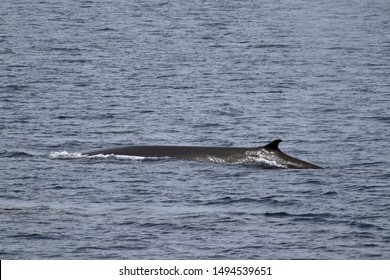 ミンククジラ の画像 写真素材 ベクター画像 Shutterstock