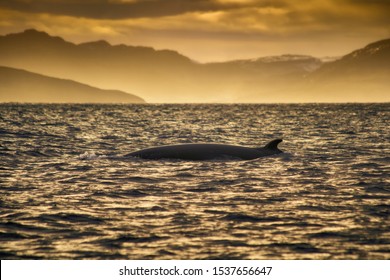 Minke Whale In Barents Sea, Arctic Ocean In Golden Sunset. Kola Peninsula, Northern Russia