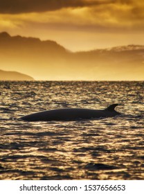 Minke Whale In Barents Sea, Arctic Ocean In Golden Sunset. Kola Peninsula, Northern Russia