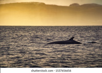 Minke Whale In Barents Sea, Arctic Ocean In Golden Sunset. Kola Peninsula, Northern Russia