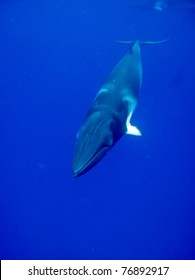 A Minke Whale In The Blue