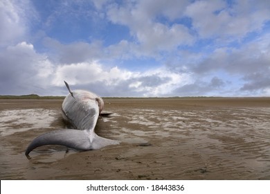 Minke Whale carcass on beach