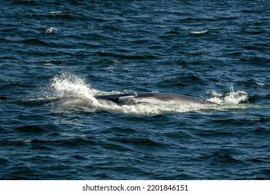 Minke Whale Eating In Cape Cod Whale Watching Tour