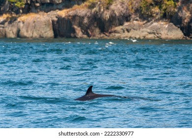 Minke Whale Near Vancouver Island, Canada