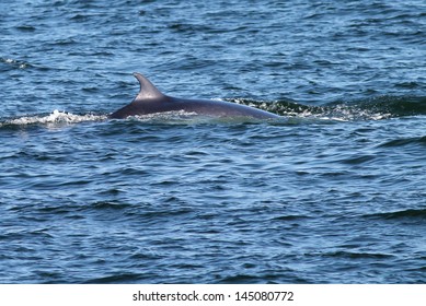 Minke Whale Surfacing