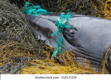 Minke whale tangled up in a fishing net.