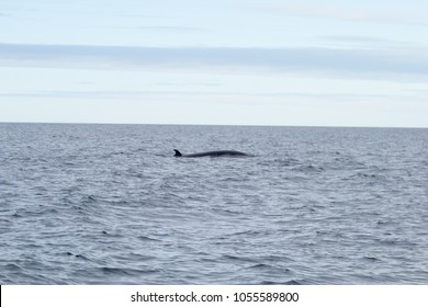 Minke Whale That Surfaces From The Water In The North Sea In Iceland. Whale Watching In Iceland, Cetacean Sighting. Minke Whale On The Surface Of The Water